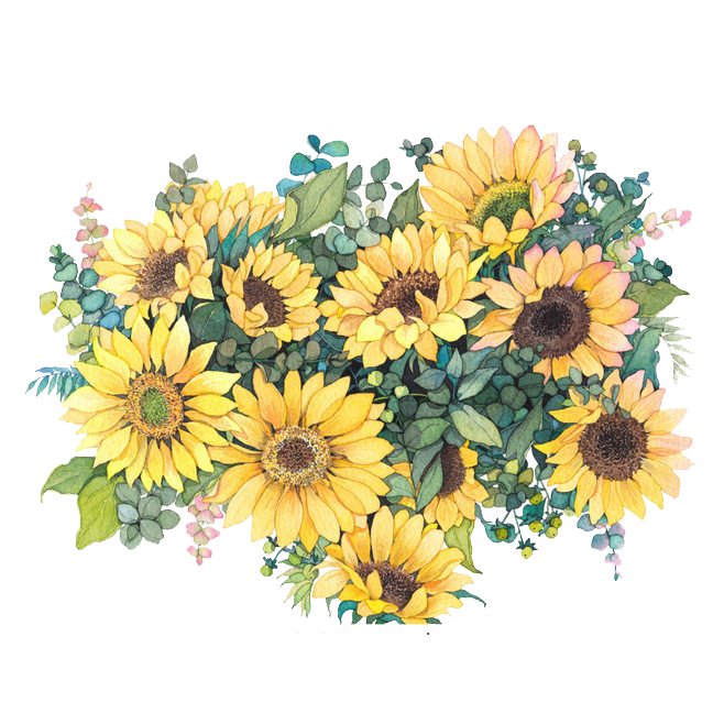 Sunflower Illustration Watercolor Common Flowers Painting Clipart