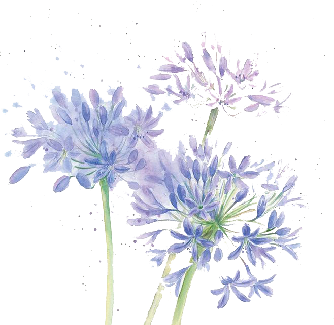 Blue Cut Watercolor Chrysanthemum Design Floral Flowers Clipart