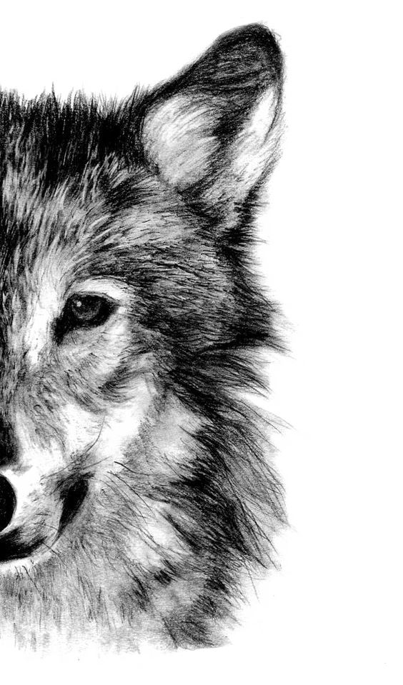 Gray Sketch Wolf Drawing Pencil PNG Image High Quality Clipart