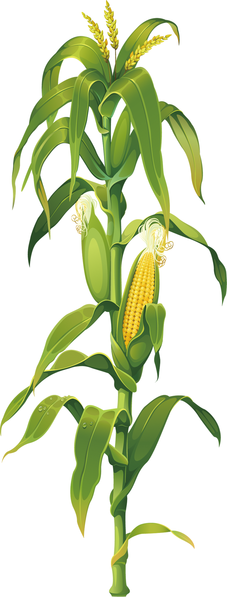 Maize Plant On Corn Cob The Drawing Clipart