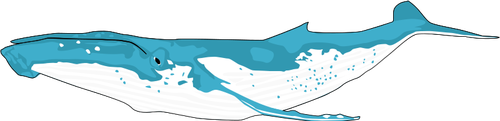 Humpback Whale Comic Drawing Clipart