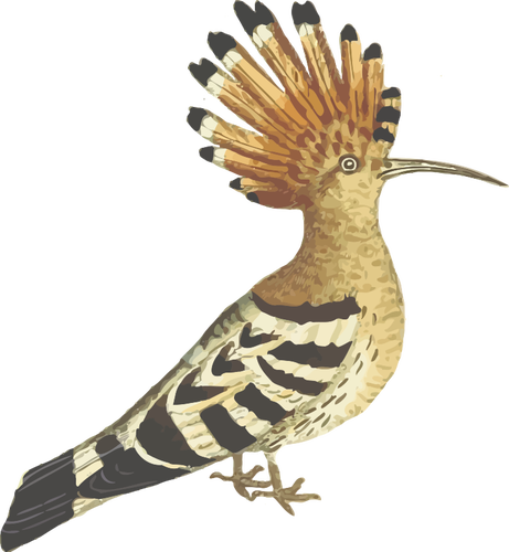 Hoopoe Color Drawing Clipart