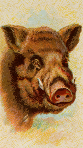Painted Wild Boar Clipart