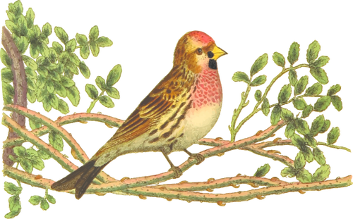 Lesser Redpoll On A Tree Branch Color Drawing Clipart