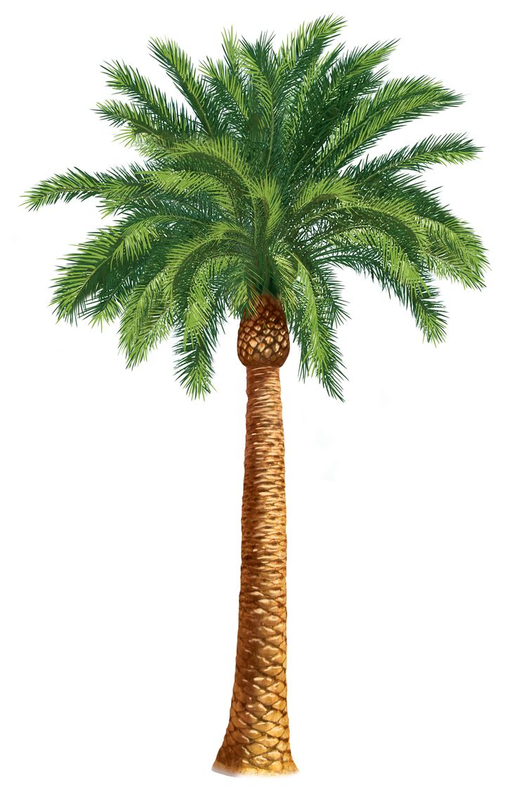 Palm Trees Units 5 6 The Gospel Clipart