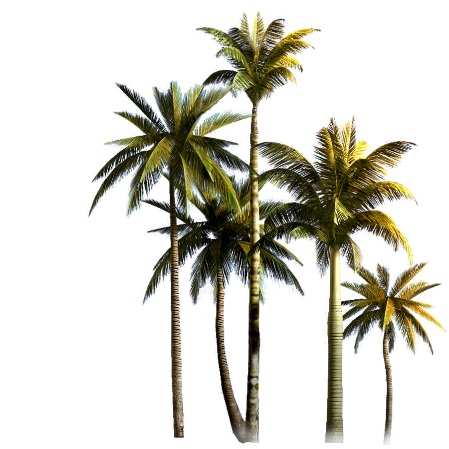 Coconut Grove Tree Euclidean Vector Palm Asian Clipart
