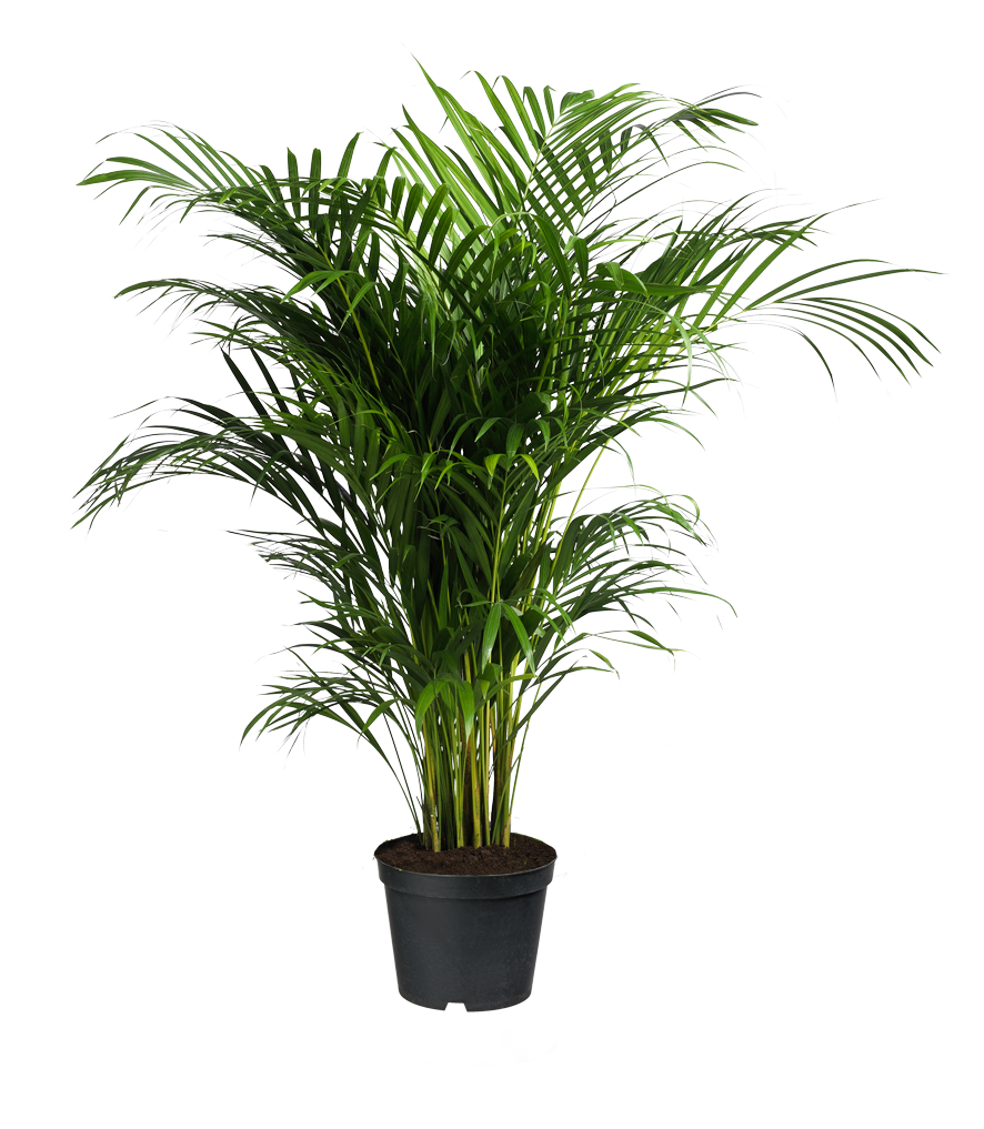 Plants Ravenea Houseplant Areca Palm Forsteriana Potted Clipart