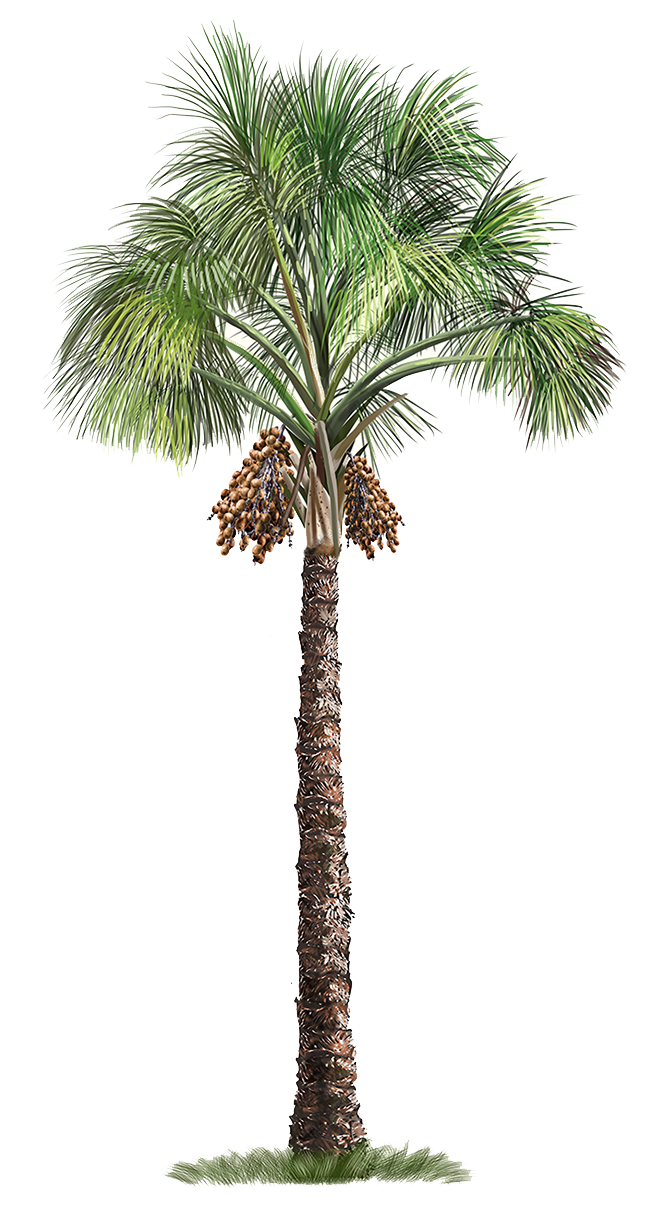 Palm Flexuosa Mauritia Tree Arecaceae Free Download Image Clipart