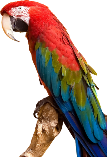 Colorful Macaw Clipart