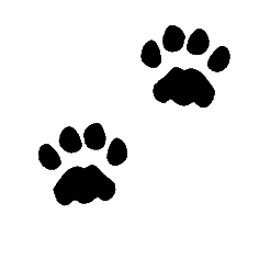 Cougar Paw Print Png Image Clipart
