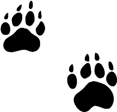 Grizzly Bear Paw Print Images Hd Photos Clipart