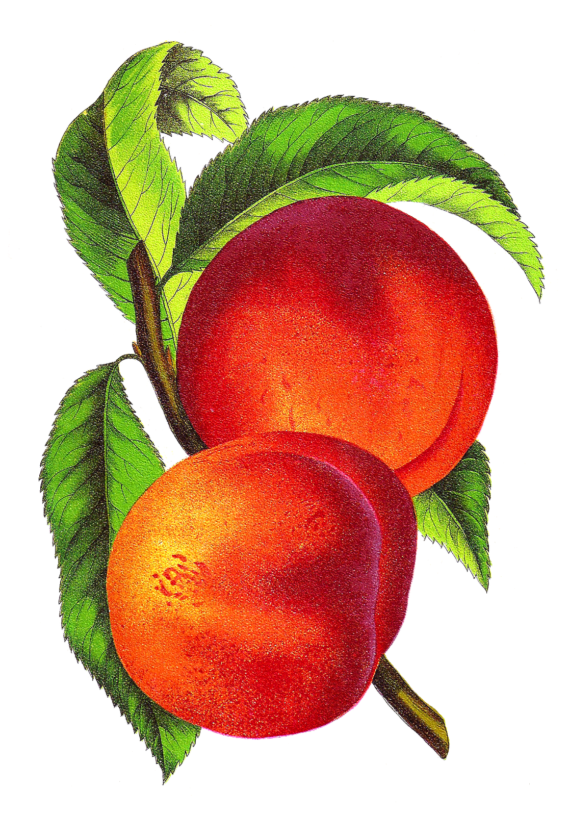 Peach Transparent Image Clipart