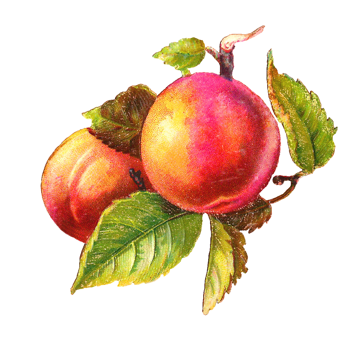 Peach 2 Image Png Image Clipart