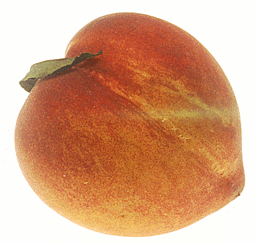 Free Peach 1 Page Of Public Domain Clipart