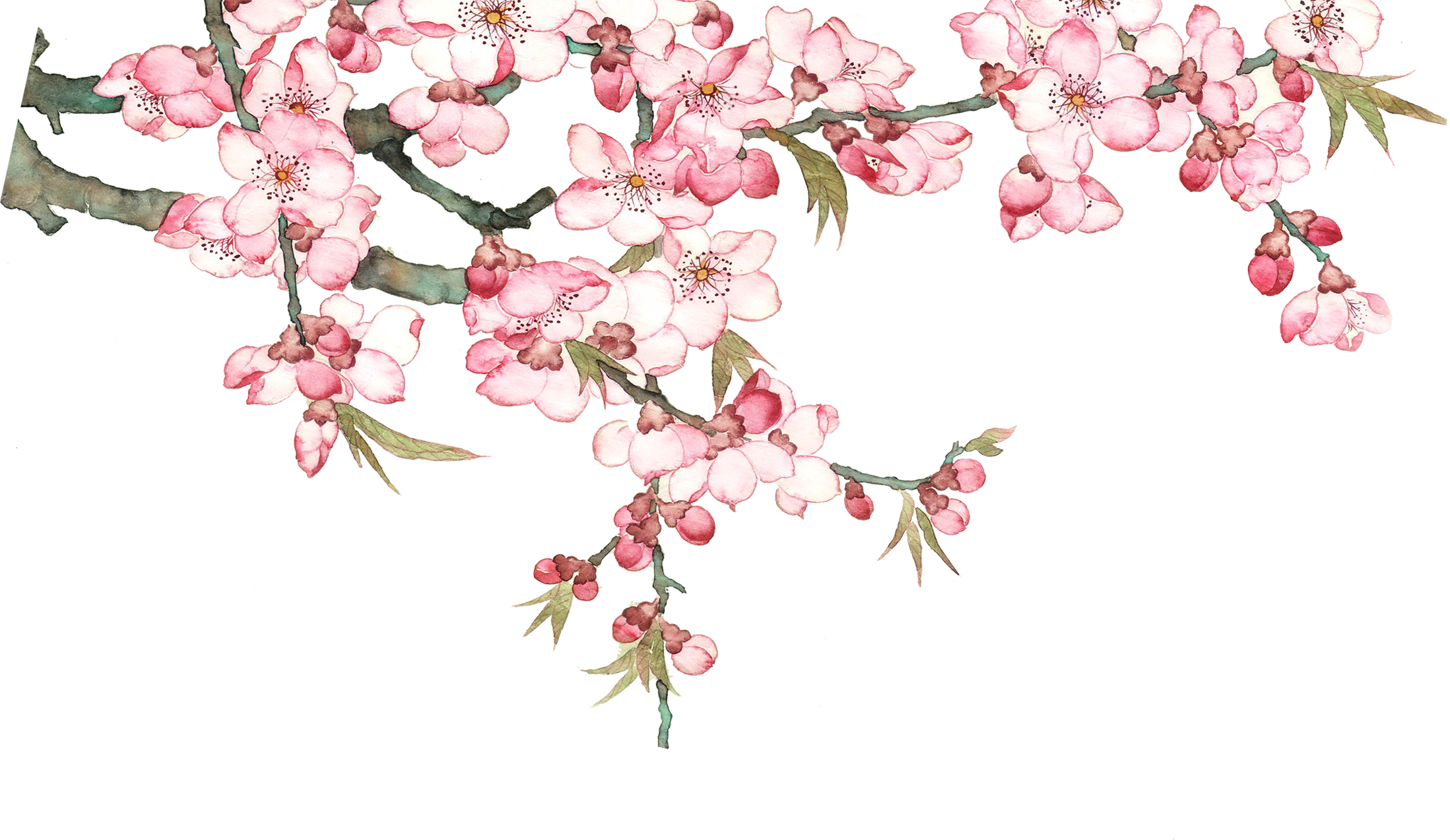 Watercolor Blossom Tree Pixel Peach PNG Download Free Clipart