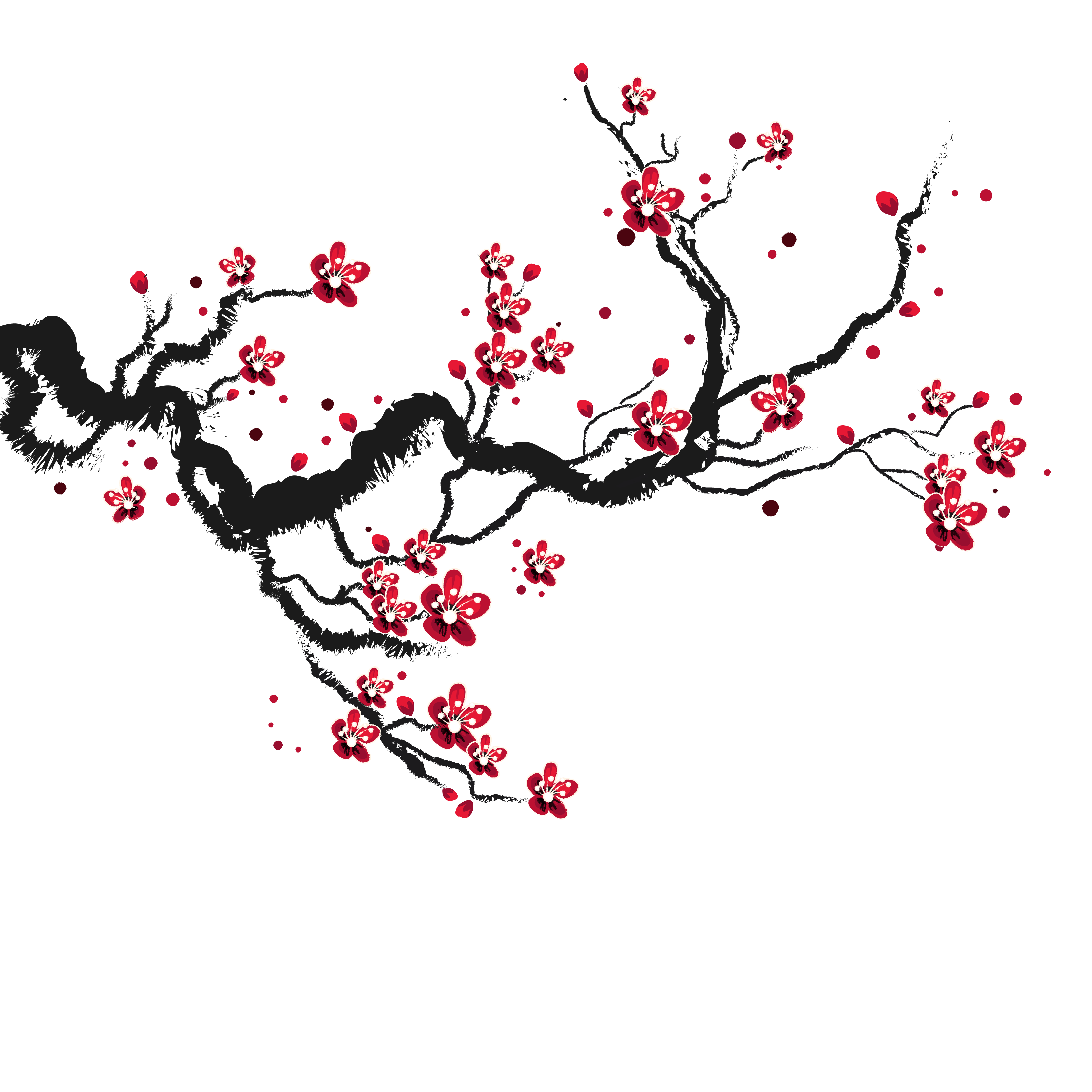 Blossom Cherry Drawing Blossoms HQ Image Free PNG Clipart