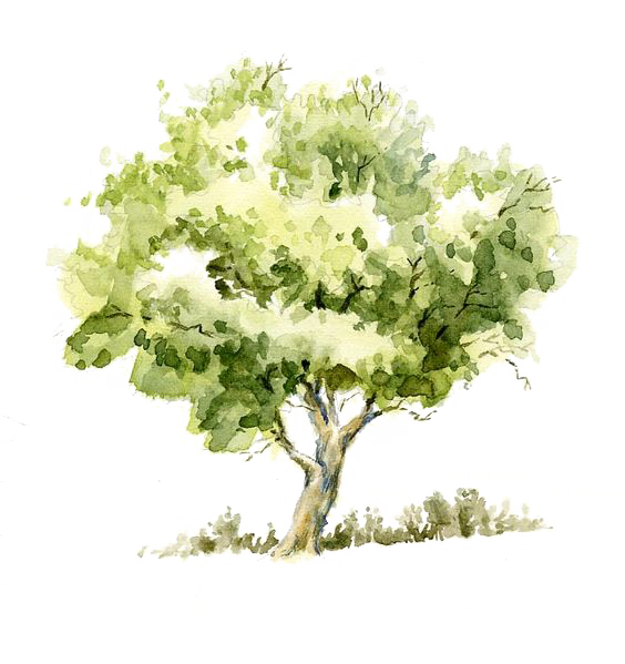 Pencil Sketch Tree Trees Watercolor Painting Drawing Clipart