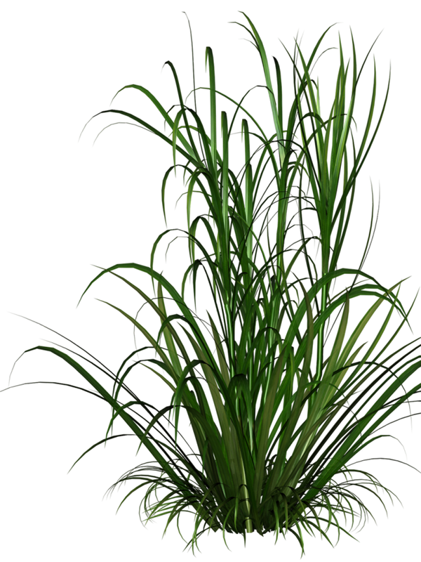 Grasses Grass Free Download Image Clipart
