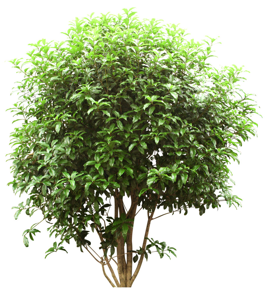 Tree Trees HQ Image Free PNG Clipart