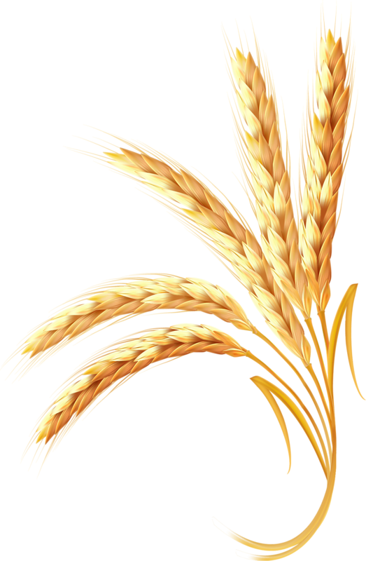Adobe Ear Wheat Illustrator Golden Free HD Image Clipart