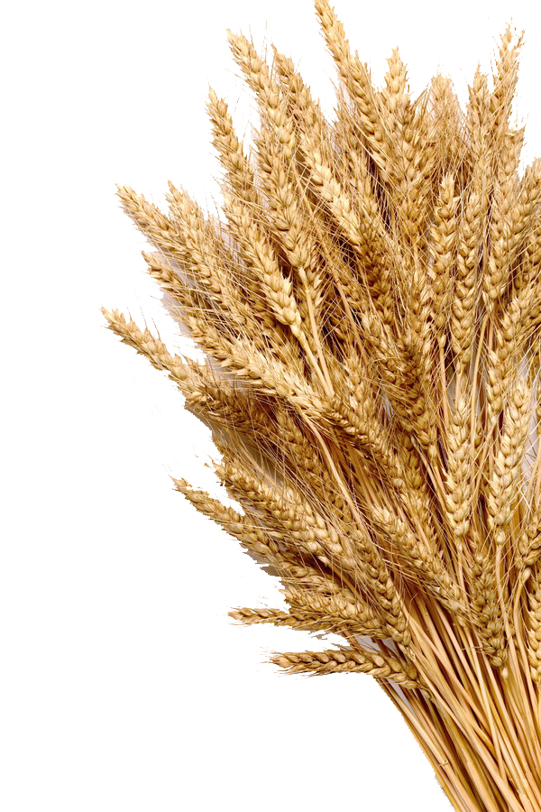 Wheat Mature Photography Grain Cereal Ear Whole Clipart