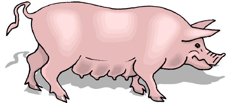 Pigs Transparent Image Clipart