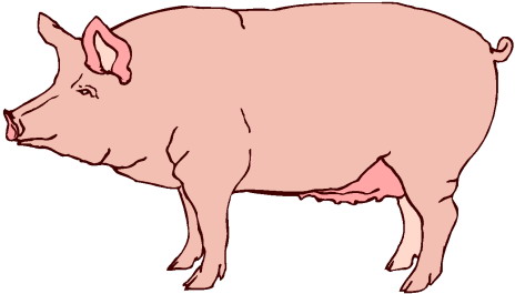 Image Of Pig 7 Vector Transparent Image Clipart