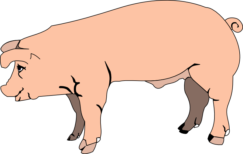 Image Of Pig 7 Vector Png Image Clipart