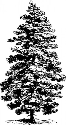 Pine Tree Vector In Open Office Drawing Clipart