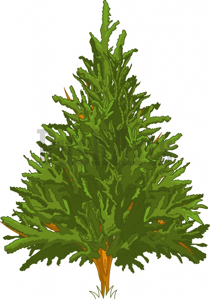 Pine Tree Png Images Clipart