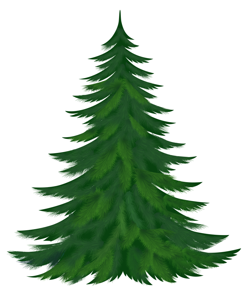 Pine Tree Png Image Clipart