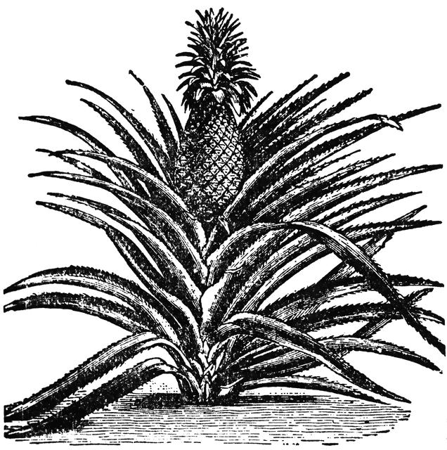 Pineapple 1 Com Png Image Clipart