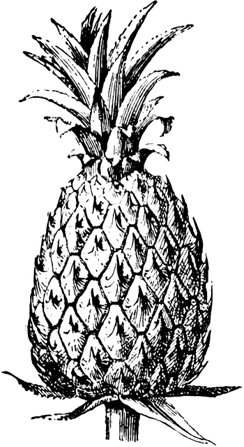 Pineapple Image Hd Photo Clipart