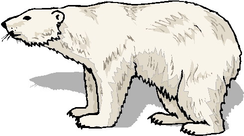 Polar Bear Black And White Png Image Clipart