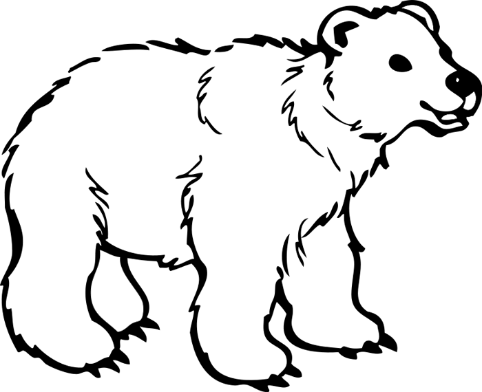 Polar Bear Hd Image Clipart