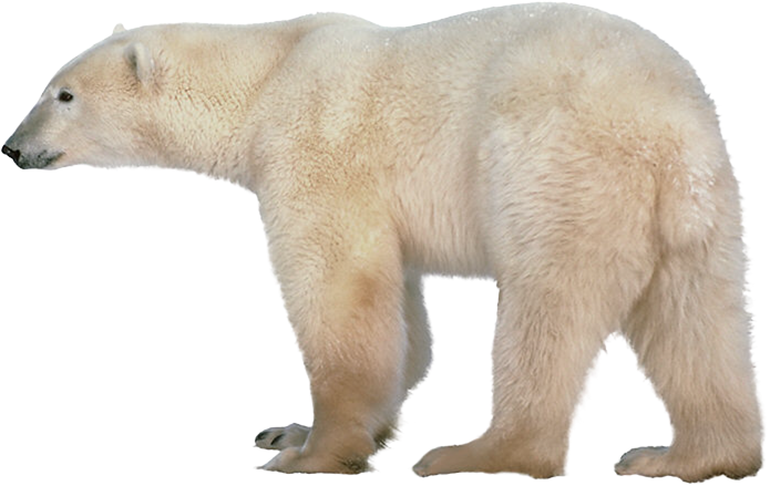 Little Polar Bear Image Clipart Clipart