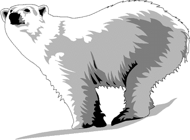 Polar Bear Polar Animals Kid Png Image Clipart