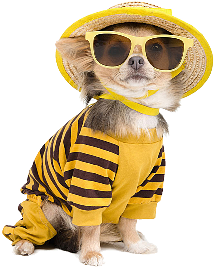 Chihuahua Sunglasses Photography Cool Dog T-Shirt Puppy Clipart