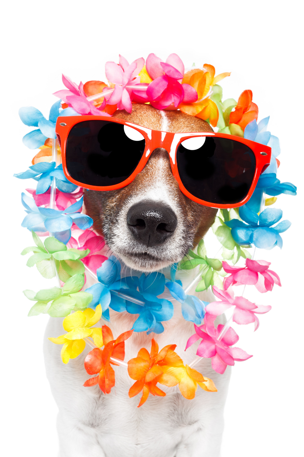 Sunglasses Russell Lei Photography Vacation Jack Puppy Clipart