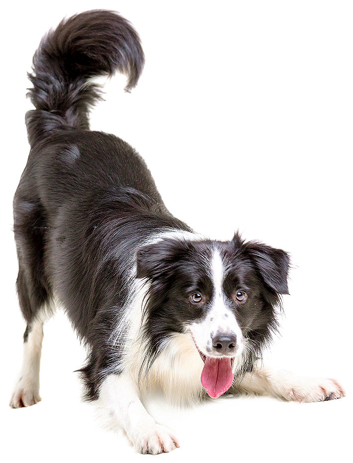 Collie Pet Cat Veterinarian Puppy Border Dogs Clipart