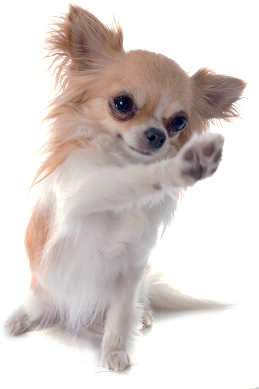 Chihuahua Russell Chinese Breed Dog Imperial Jack Clipart