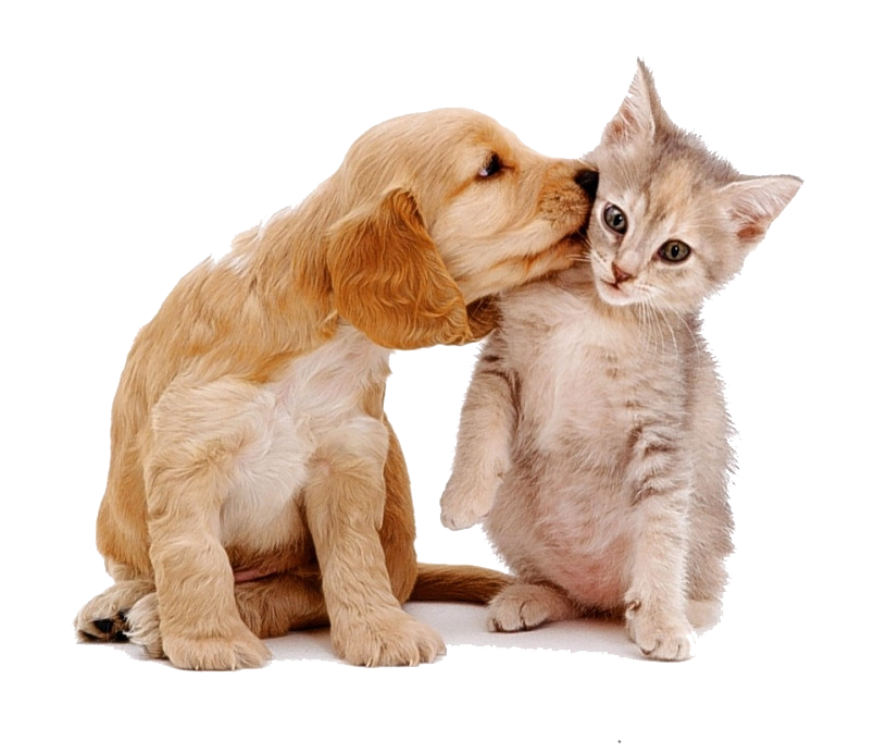 And Love Dogs Food Cats Each Siberian Clipart