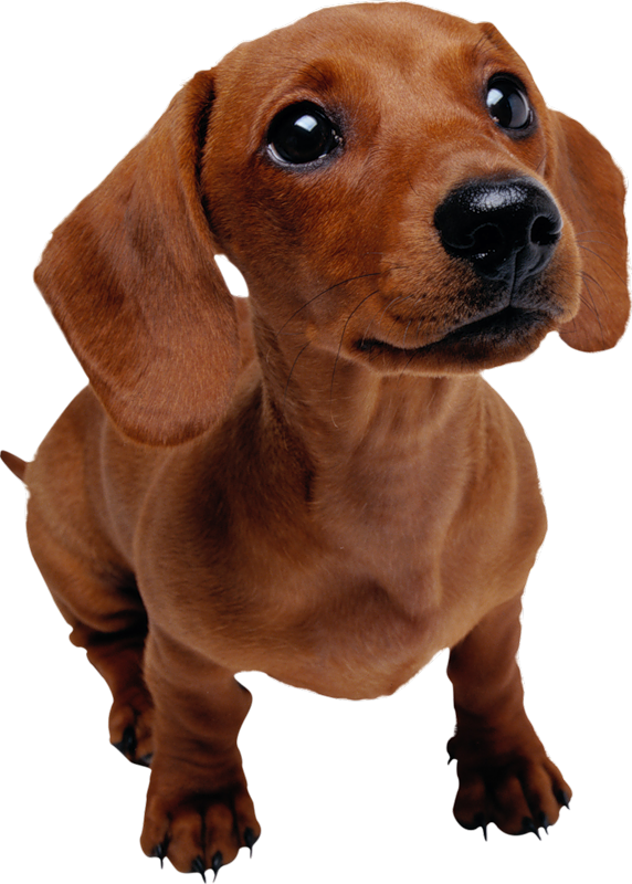 Training Pet Dog Veterinarian Puppy Dachshund Clipart