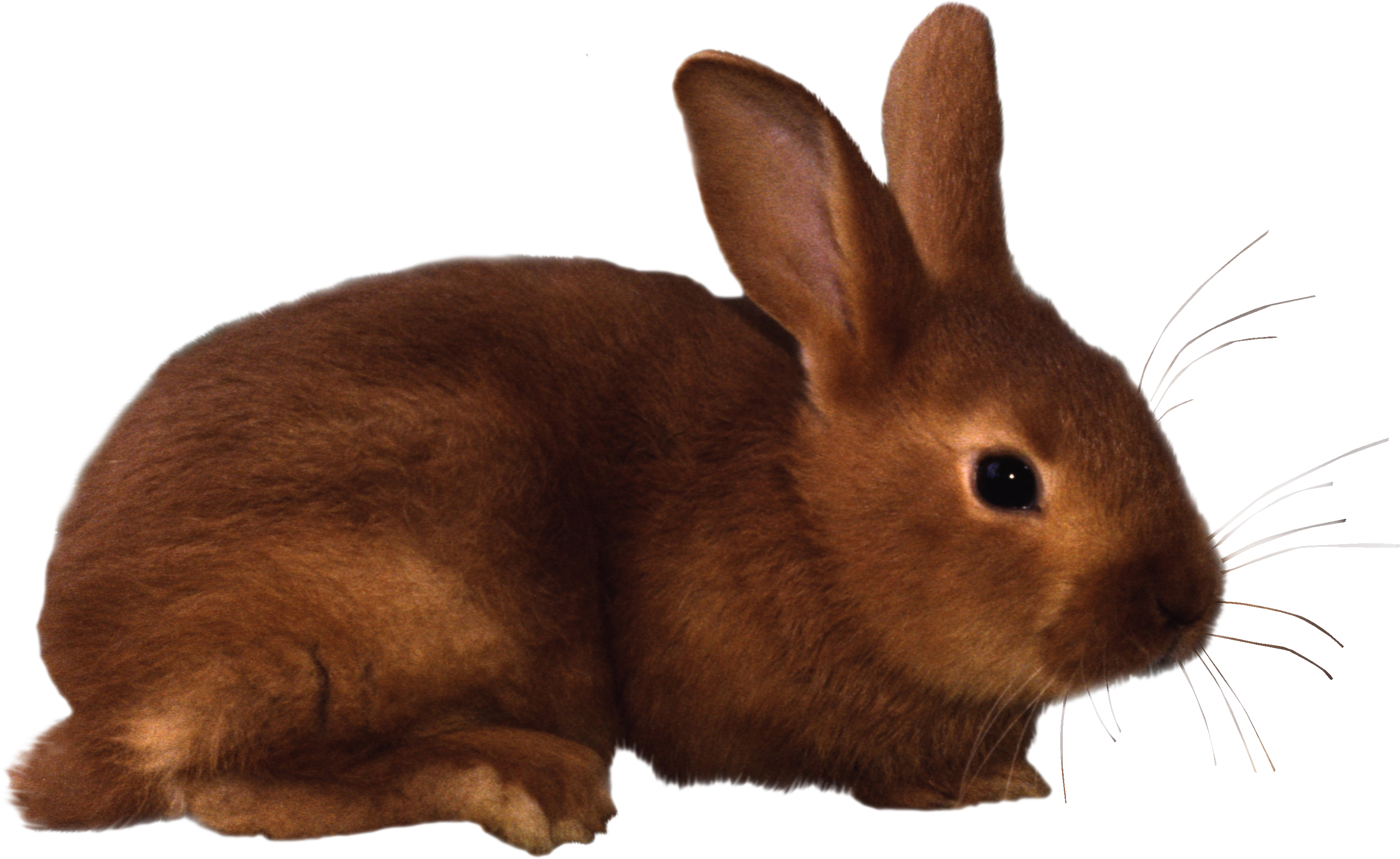Bunny Danko Friendly Rabbit At Vector 3 Clipart