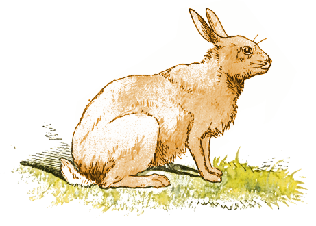 Free Rabbit 1 Page Of Public Domain Clipart