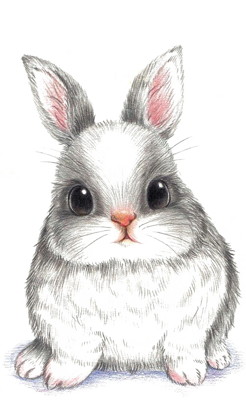 Wallpaper Drawing Rabbit European Free Download PNG HD Clipart