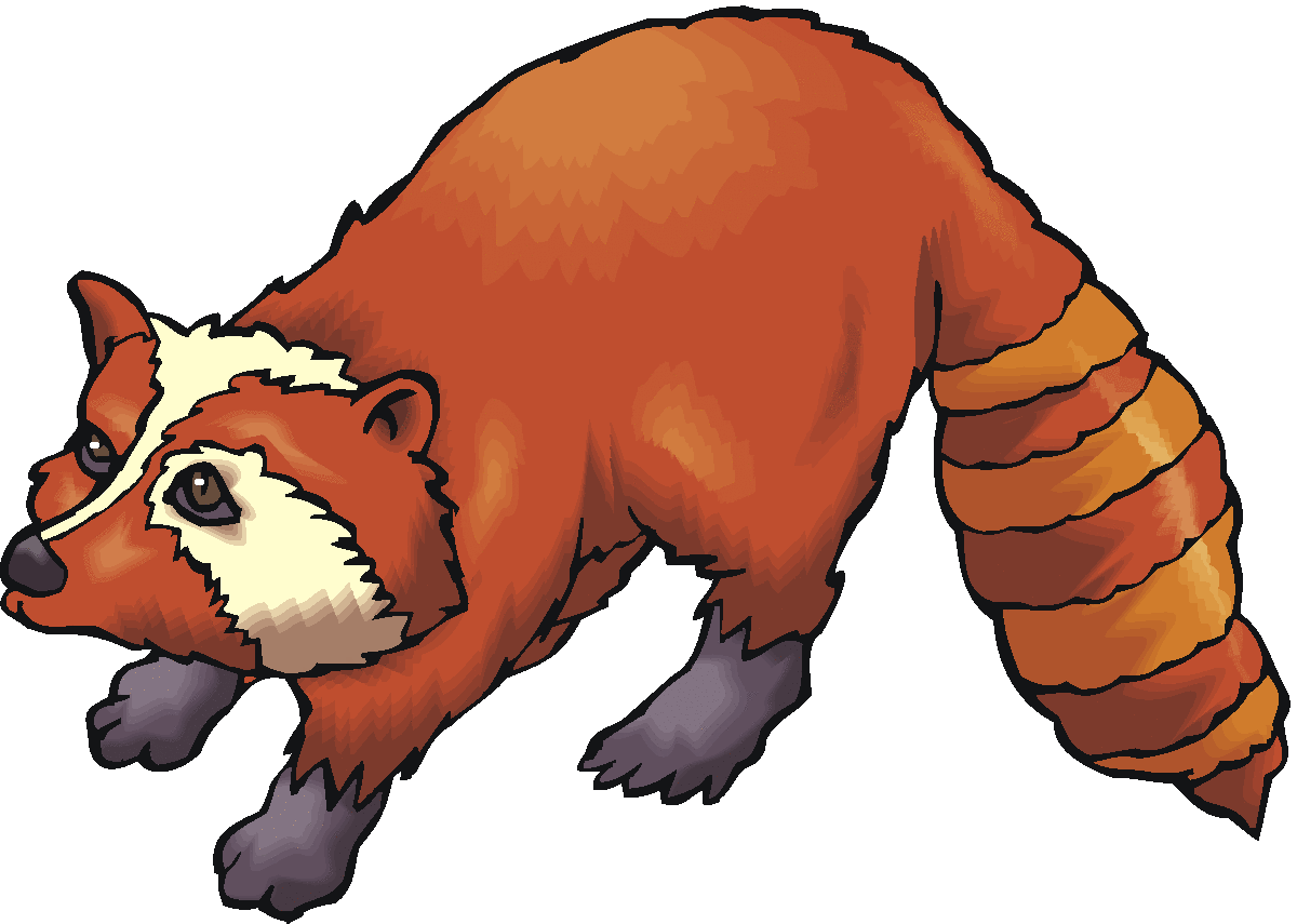 Free Raccoon Png Image Clipart