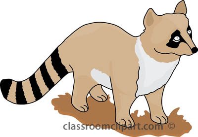 Free Raccoon Pictures Graphics Illustrations Free Download Png Clipart