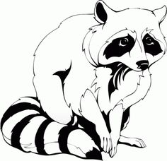 Raccoon Images About Animals On Zoos Clipart