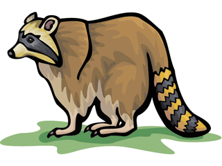 Raccoon And Others Art Inspiration Png Image Clipart